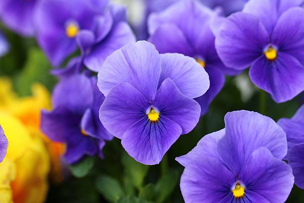 Séjour fête des Violettes de Tourrettes sur Loup