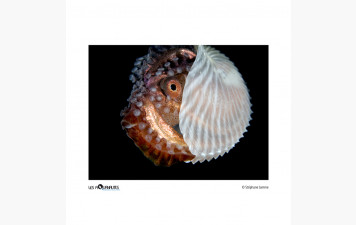 Aquanautes